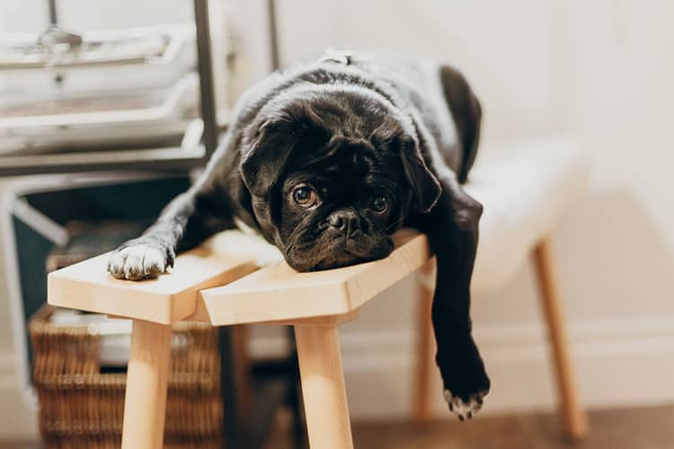 bulldog negro aburrido