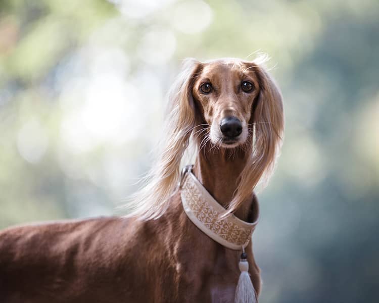 collar de perro marrón