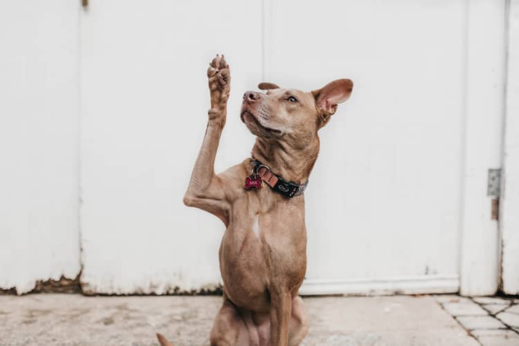 pata de perro levantada
