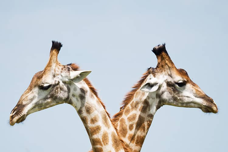 duas girafas