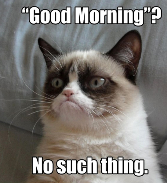 Grumpy cat