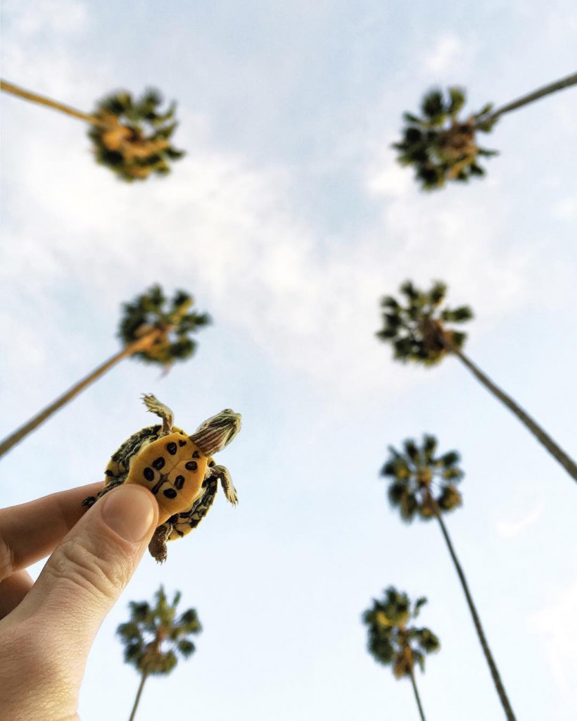 Kyle Huber Turtle asenseofhuber Instagram Mediakix Influencer Spotlight