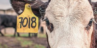 Web Analytics-Analyse: So finden Sie Geschäftswachstumsmöglichkeiten