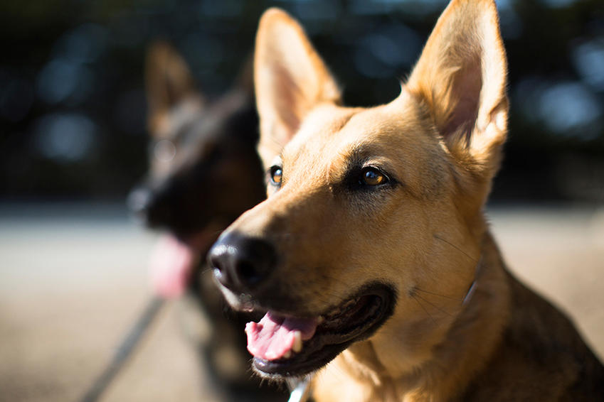 Destaque do cliente, treinamento e reabilitação de cães Koru K9